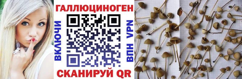 Галлюциногенные грибы прущие грибы  Мирный 